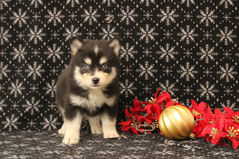 puppy, for, sale, Pomsky, Matthew B. Stoltzfus, dog, breeder, Gap, PA, dog-breeder, puppy-for-sale, forsale, nearby, find, puppyfind, locator, puppylocator, aca